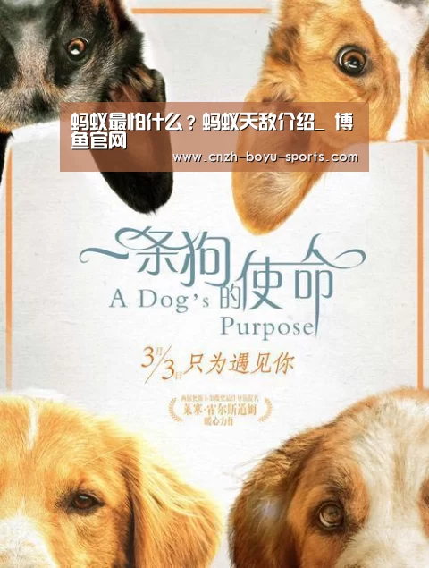  博鱼官网