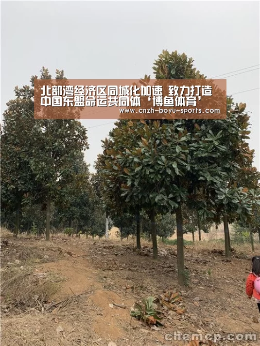  博鱼官网